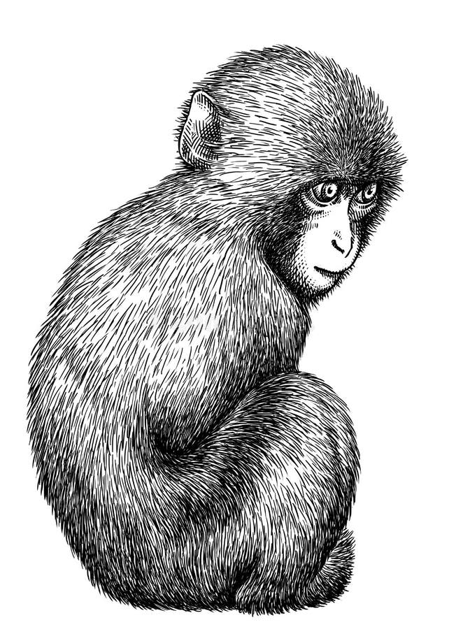 pencil-art-macacos-09  Animal portraits art, Monkey art, Pencil drawings  of animals