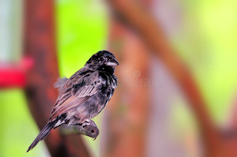 Black And White Finch Bird In Aviary Stock Image Image 44894491