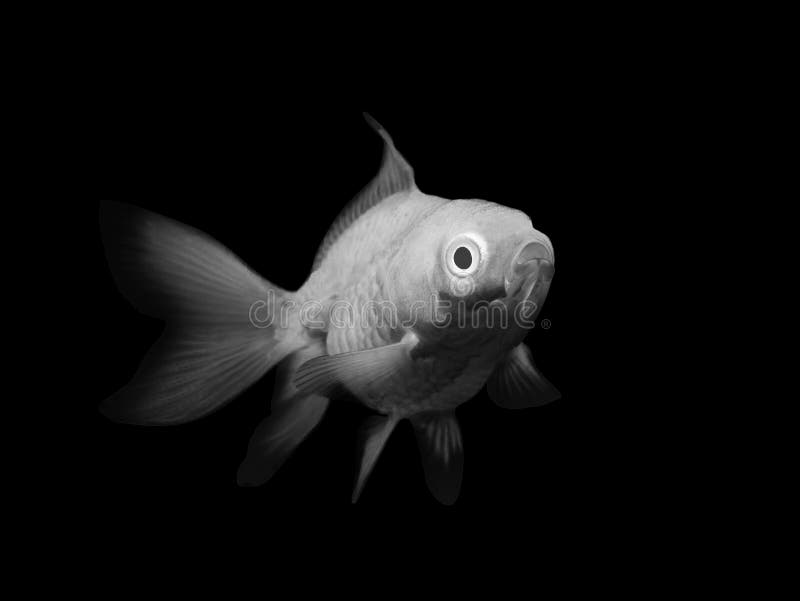Black White Fish Stock Photos Download 113,297 Royalty Free Photos