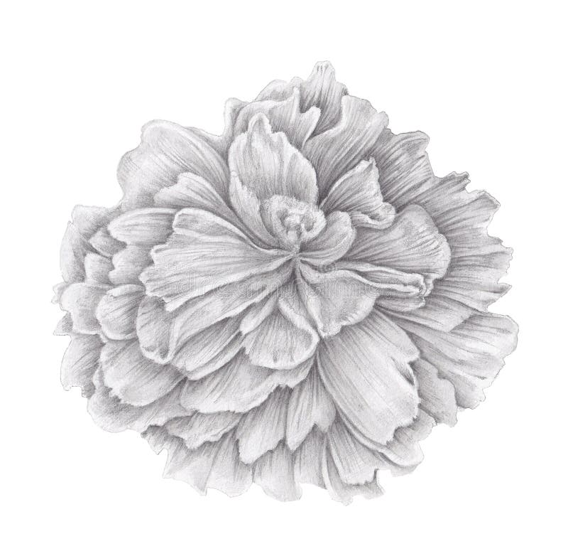 Pencil Drawing Flower Stock Illustrations 18 632 Pencil Drawing Flower Stock Illustrations Vectors Clipart Dreamstime dreamstime com