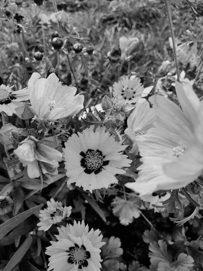Black and white flower stock image. Image of monochrome 260289455