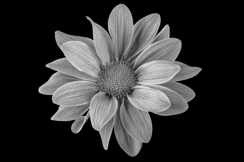 Black and White Flower in Isolation on a Black Background. for ...