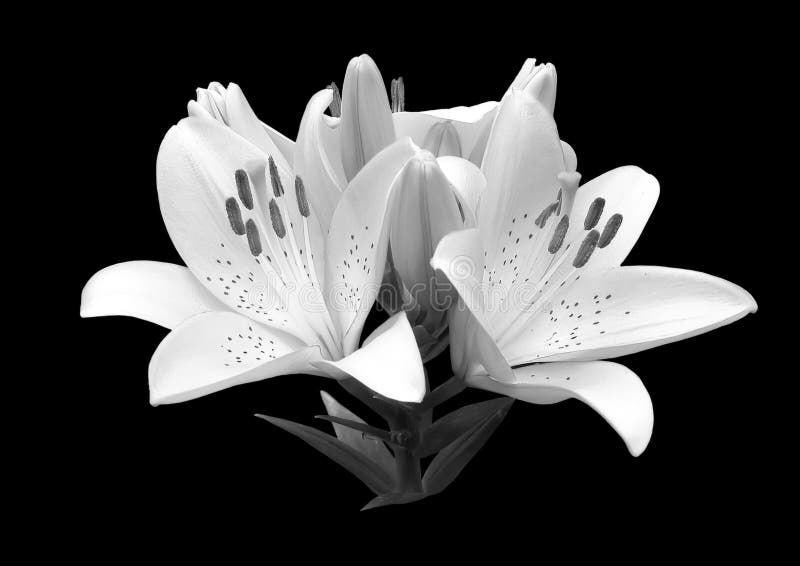 Lily Flower Black And White