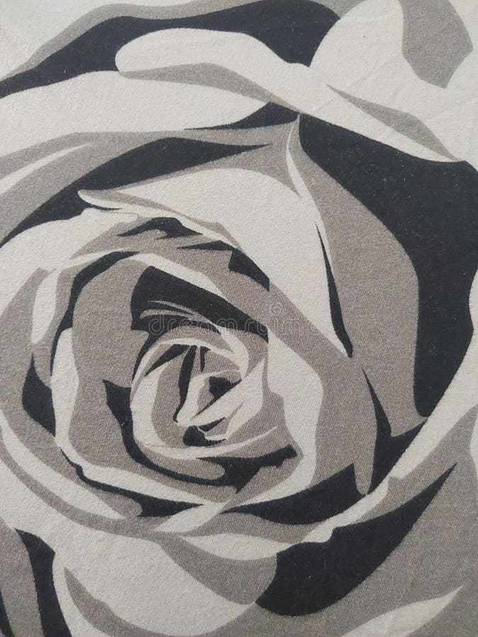 Black and White Flower Rose Stock Image Image of rose, white 269727133