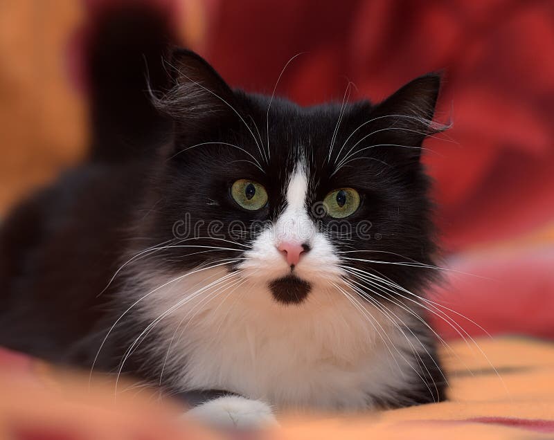 Black with white fluffy cat on the sofa