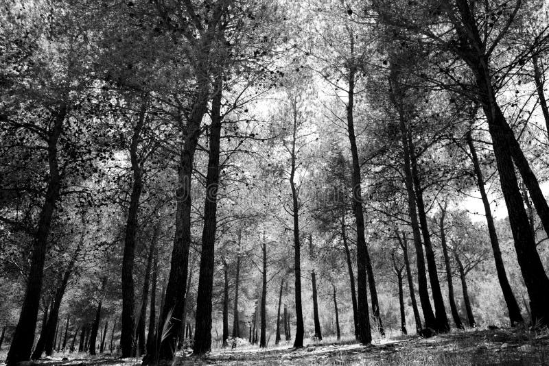 Black White Forest Stock Photos Download 172,462 Royalty Free Photos