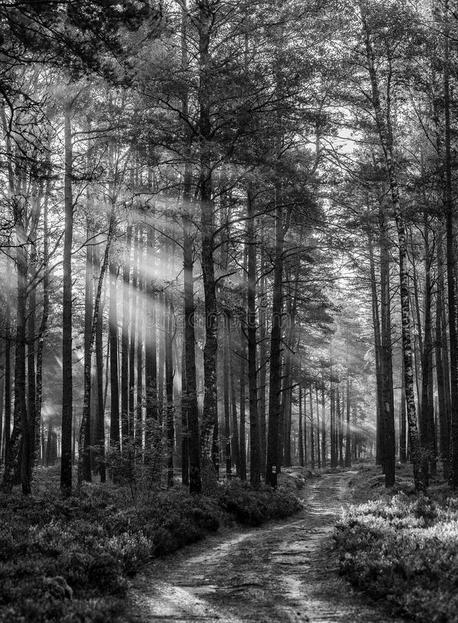 Black and White Forest Landscape Stock Image Image of morning, fall
