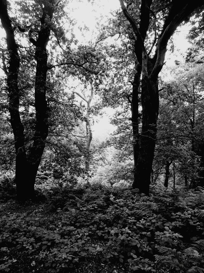 Black and white forest stock photo. Image of trees, black 106695204