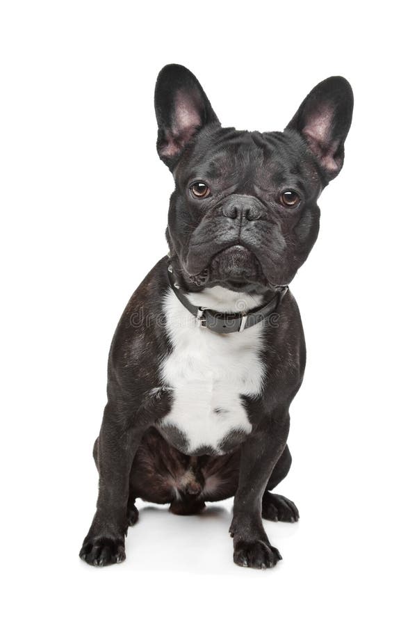 French Bulldog Adult and Puppy Stock Photo - Image of puppy, studio ...