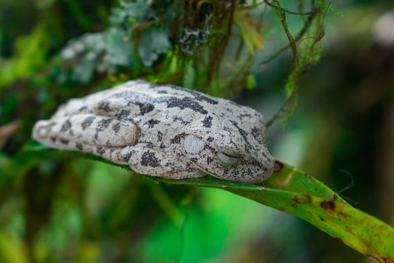 The BLACK and WHITE FROG stock photo. Image of dart - 158345932