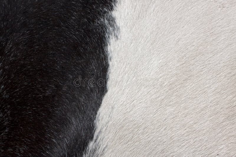 White Fur Texture Background Stock Photo, Picture and Royalty Free Image.  Image 44848907.