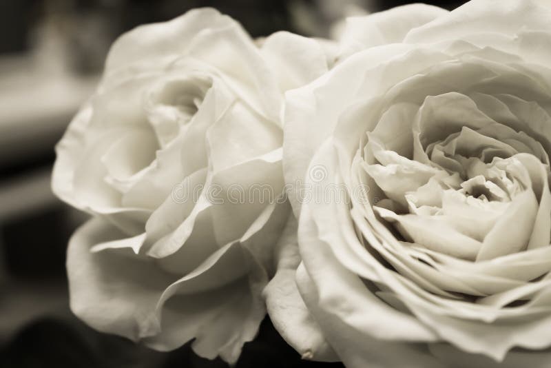Black and white roses stock image Black and white roses stock image