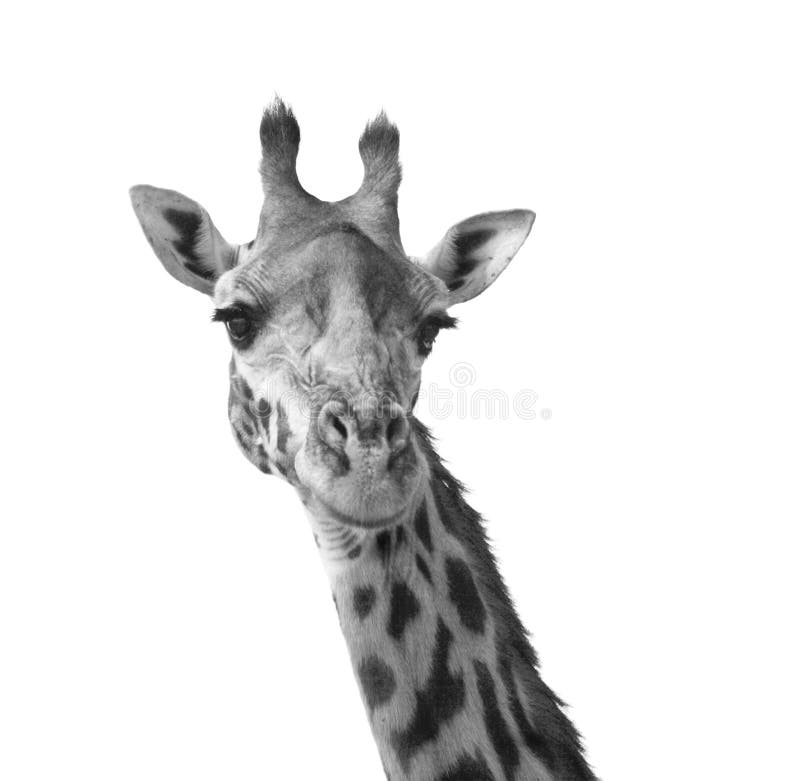Black and white giraffe stock photo. Image of patches 5873986