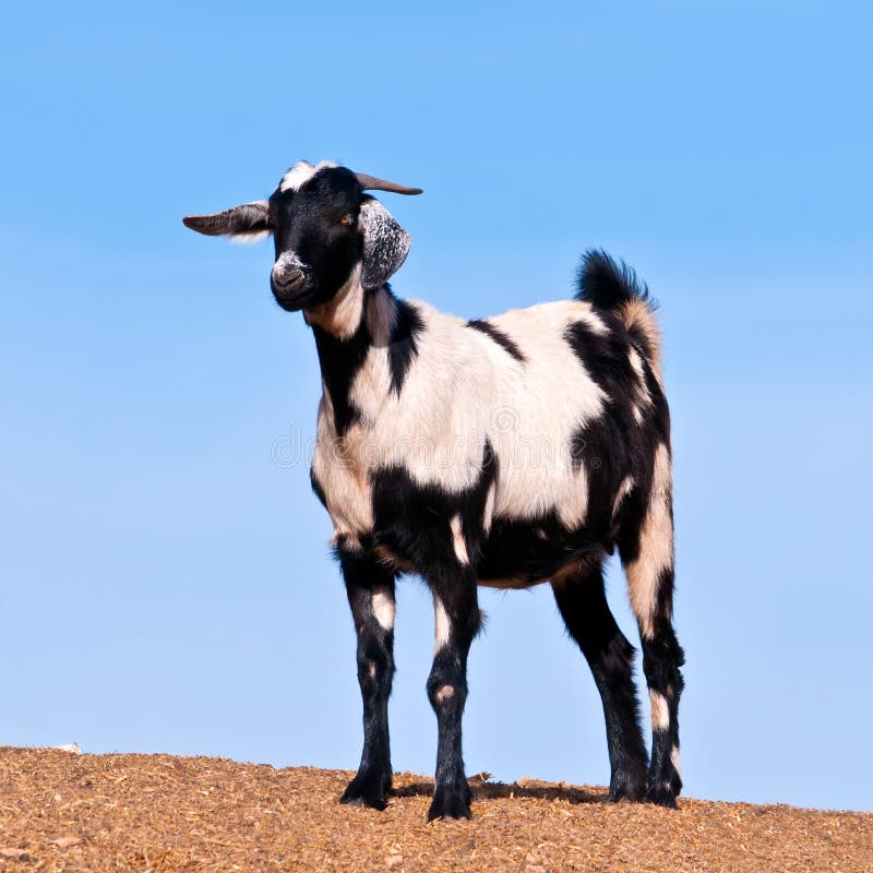 Black And White Goat Royalty Free Stock Photo Image 26289175