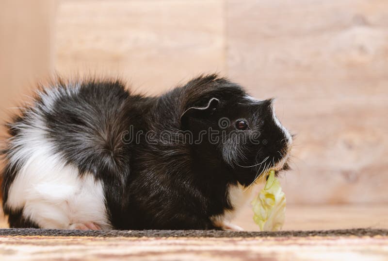 Guinea Pig Eating in a Cage Stock Image Image of little, plastic