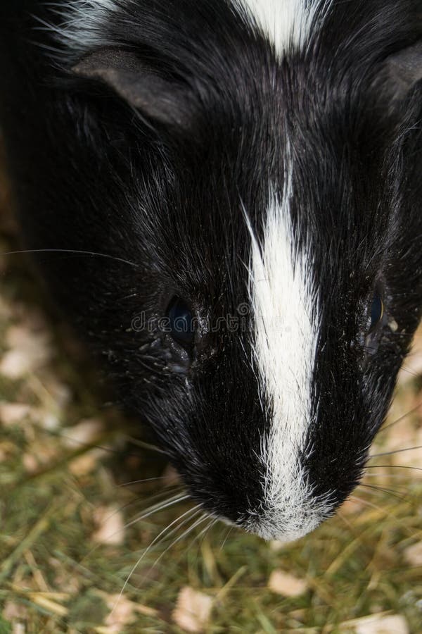 Conjunctivitis of the Dog`s Eye with White Discharge. Medical Care for