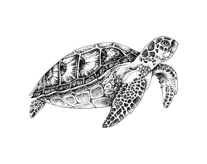 Black and White Hand Drawn Sea Turtle Stock Vector - Illustration of ...