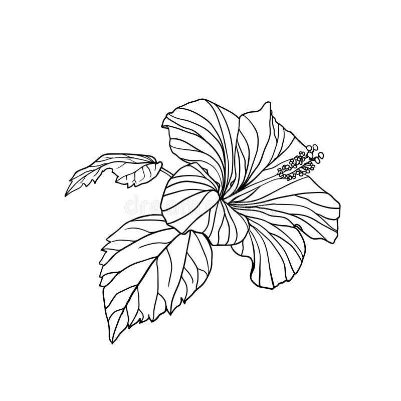 Black and White Hibiscus Flower Stock Vector - Illustration of hand ...