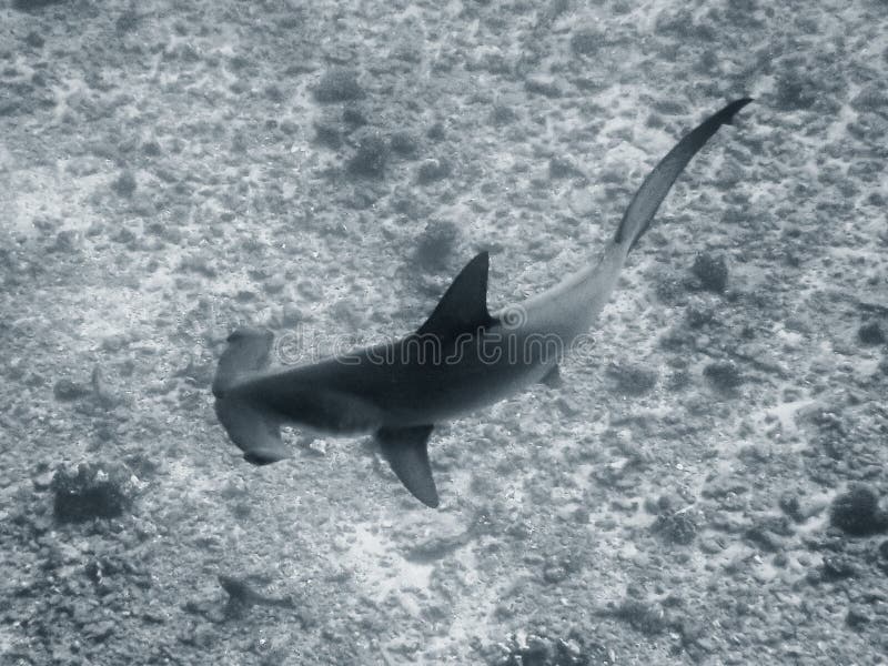 Close Up High Angle Hammerhead Shark Black and White Stock Image Image of dramatic, shark