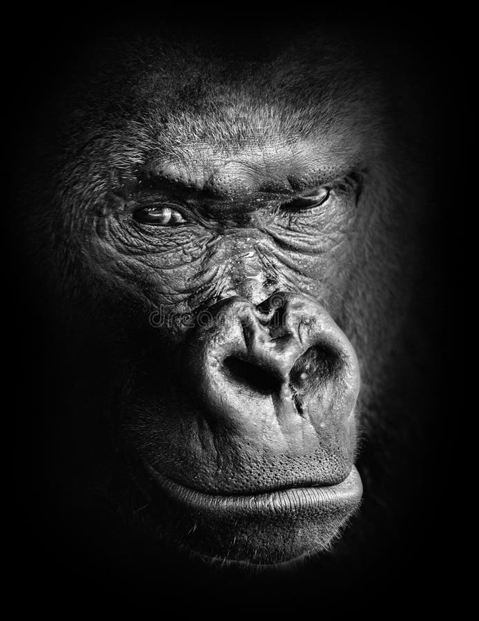 Black and white high contrast animal portrait of a pensive gorilla face isolated in shadows