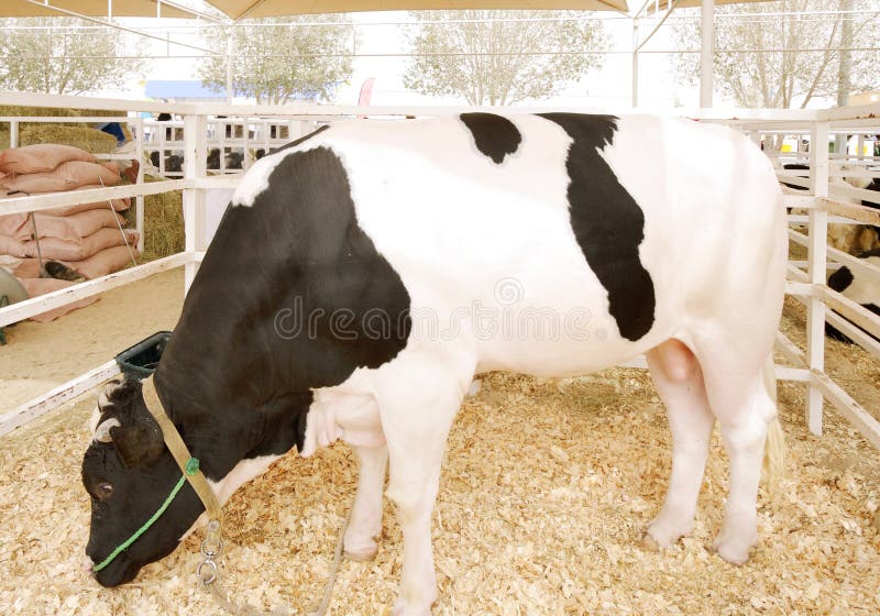 A Black And White Holstein Bull Grazing Stock Photo Image of tall, strong 27932112