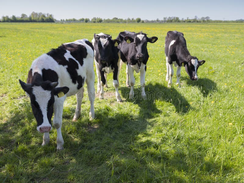 Black and white holstein calves in green grassy meadow in dutch spring with blue sky in holland