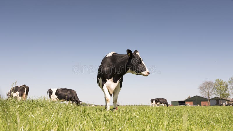 Black and white holstein cows in green grassy meadow in dutch spring with blue sky in holland