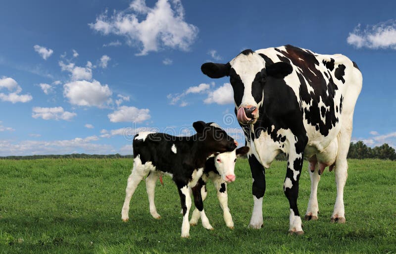 Black and white Holstein cows with twin calves in the field with fluffy clouds