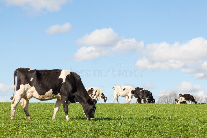 Black and white Holstein dairy cow grazing in a green pasture o