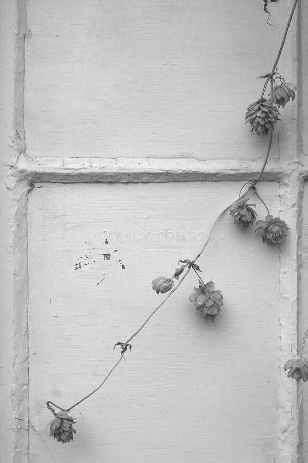 Black and white hops stock image. Image of painted, decoration 120815269