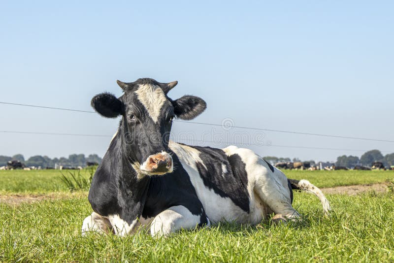 Black and white horned cow lying down happy in high green grass, relaxing in the meadow, seen from the front under a blue sky