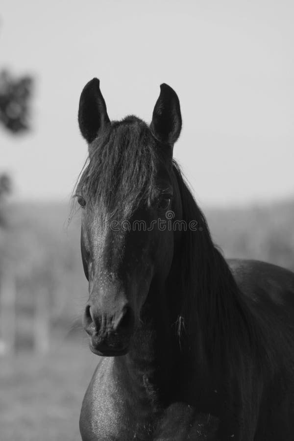 Black and white horse head stock photo. Image of stall 23136260