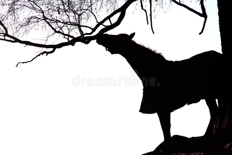 Black and white of horse and tree