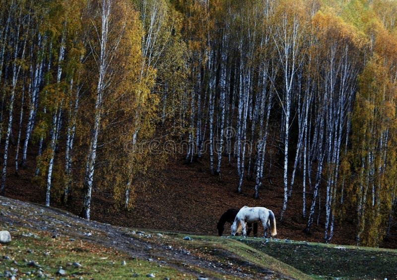 Black and white horses eating besides a forest