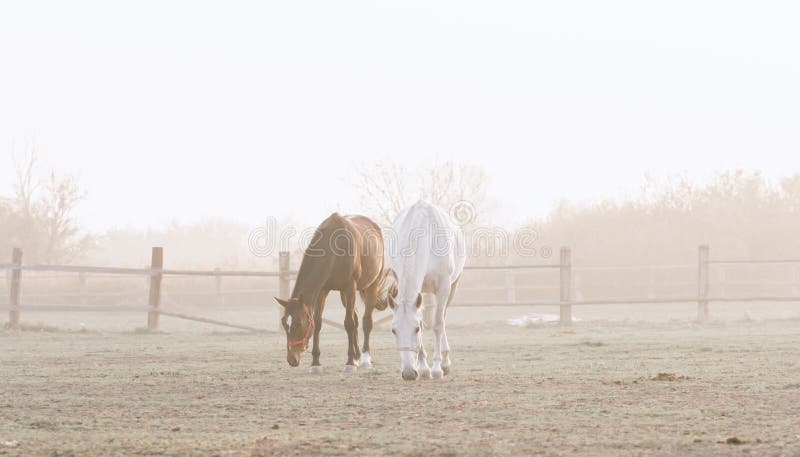 Two horses on pasture