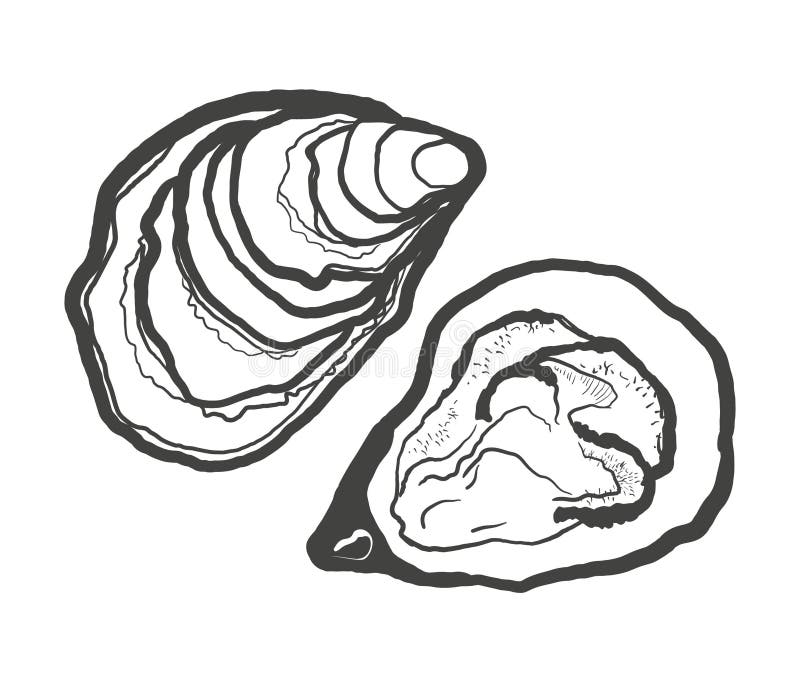 Oyster Graphic