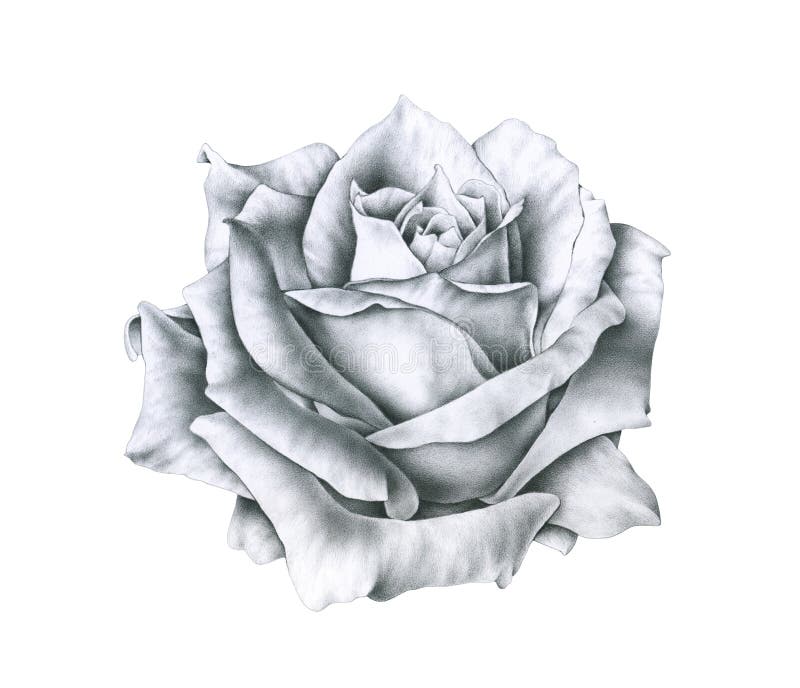 Rose Drawing Stock Illustrations – 206,048 Rose Drawing Stock Illustrations, Vectors & Clipart - Dreamstime Rose Drawing Stock Illustrations – 206,048 Rose Drawing Stock Illustrations, Vectors & Clipart - Dreamstime