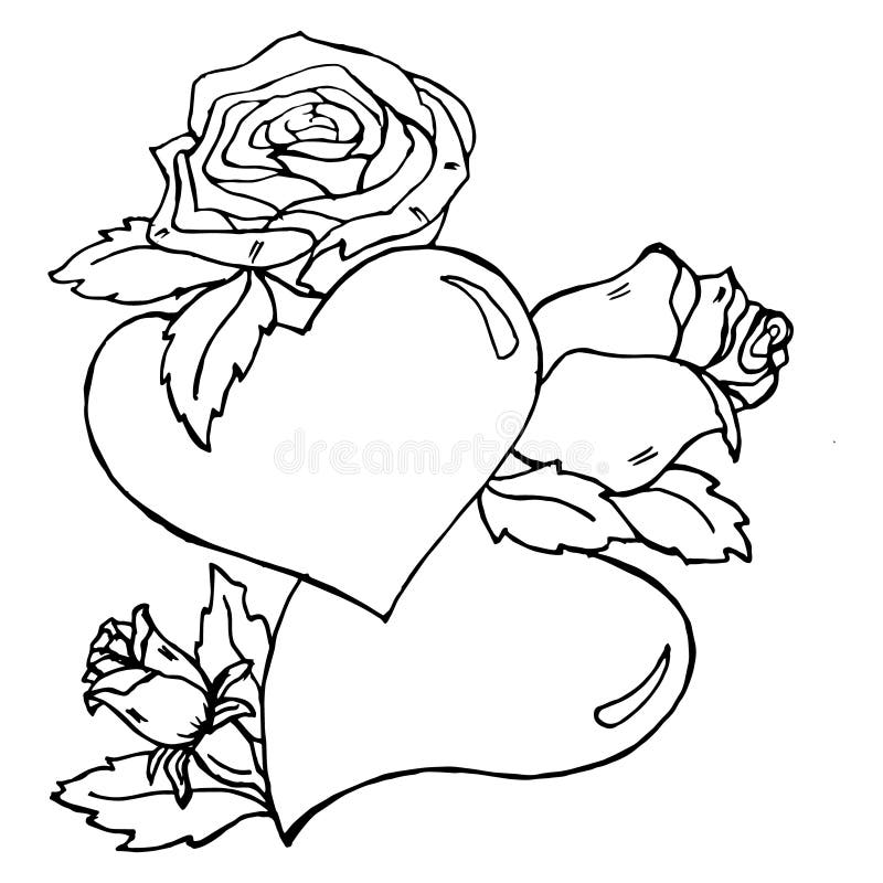 Black and White Illustration, Sketch, Heart in Roses. Illustration for ...