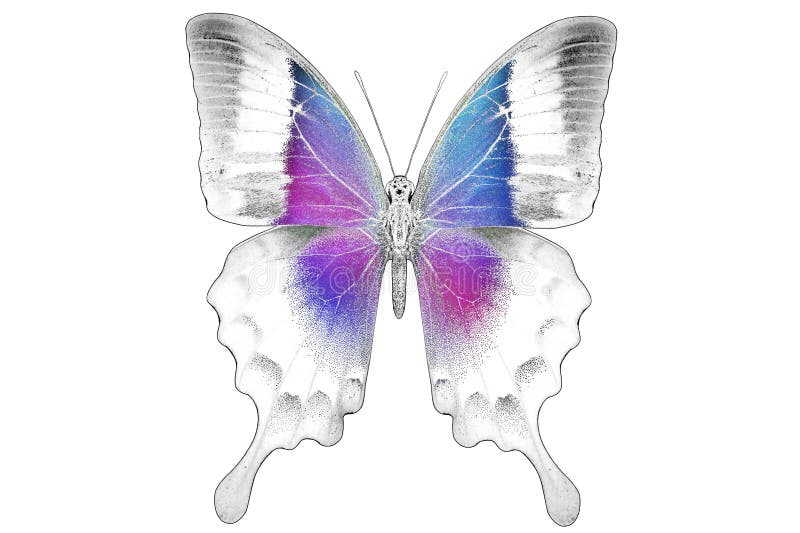 Black and white image of beautiful butterfly with colorful wings stock photography