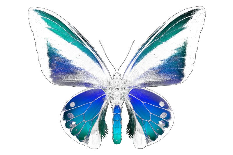 Black and white image of beautiful butterfly with colorful wings royalty free stock images
