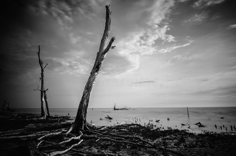 black and white image of dead mangrove tree surrounding by sea