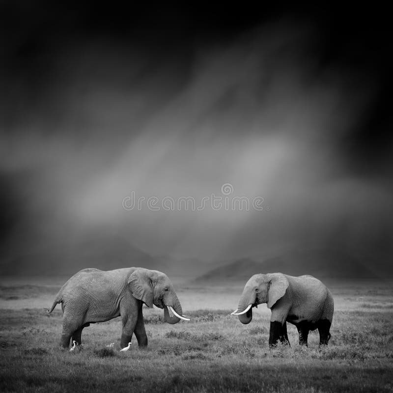 Black and White Image of a Elephant Stock Image Image of powerful