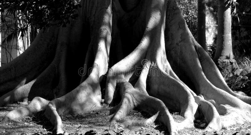 Black and White image of the exposed large roots of an old large tree in the Mission of Santa Barbara California. Black and White image of the exposed large roots of an old large tree in the Mission of Santa Barbara California