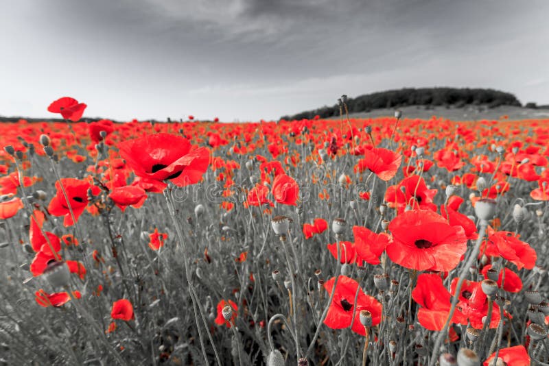 Black White Image of Meadow with Red Field Poppies Stock Image Image