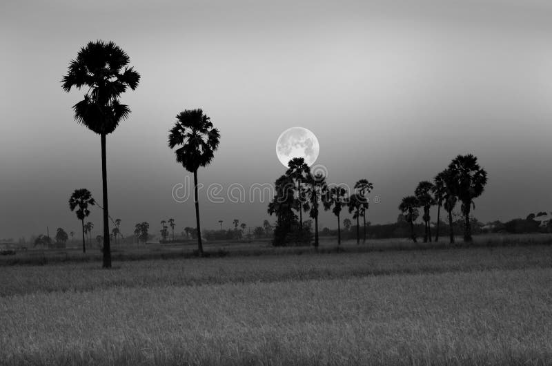 Black and white image of rice field and sugar palms with big full moon in the evening. Season stock photo image stock images, royalty-free photos and pictures