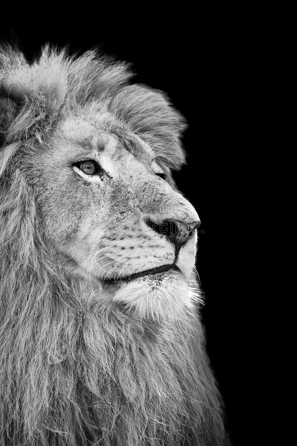 black and white lion image black and white lion image