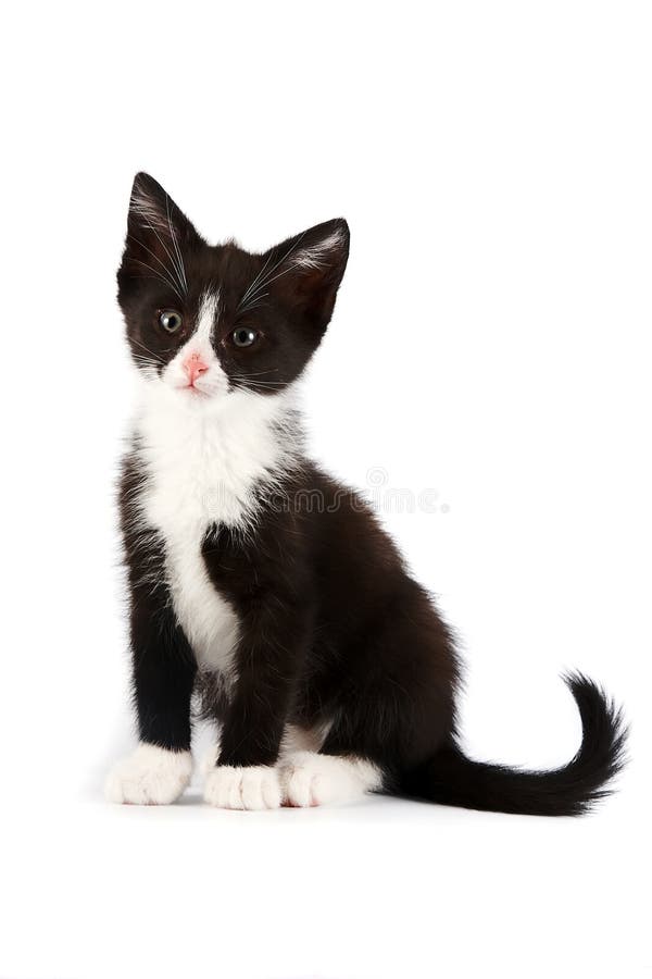 Blackandwhite kitten stock photo. Image of kitten, beauty 26261874