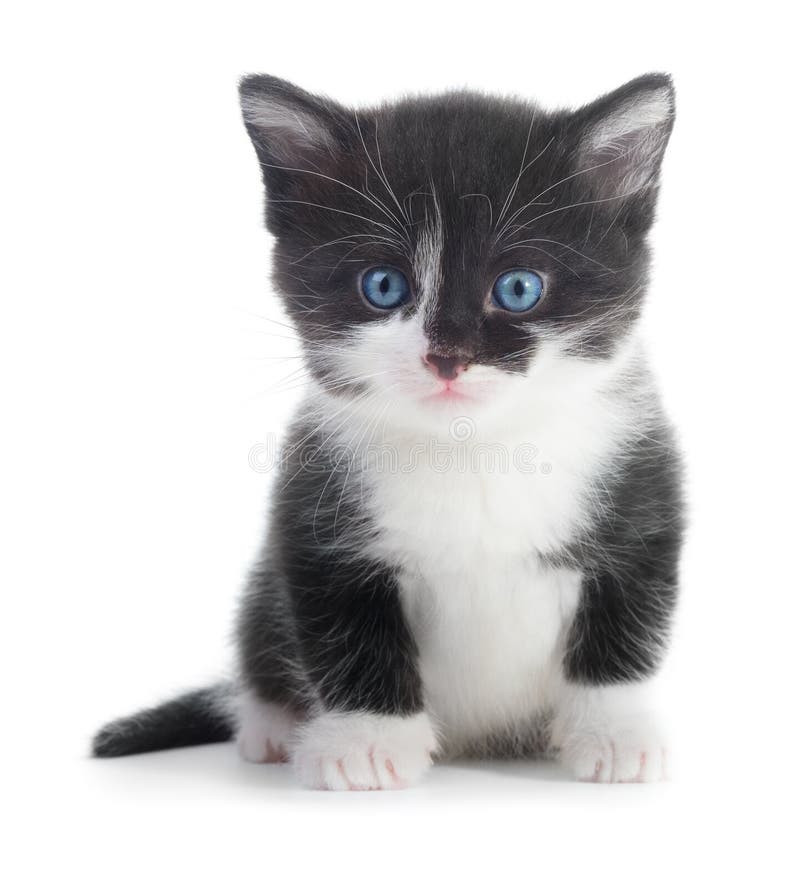 Black white kitten