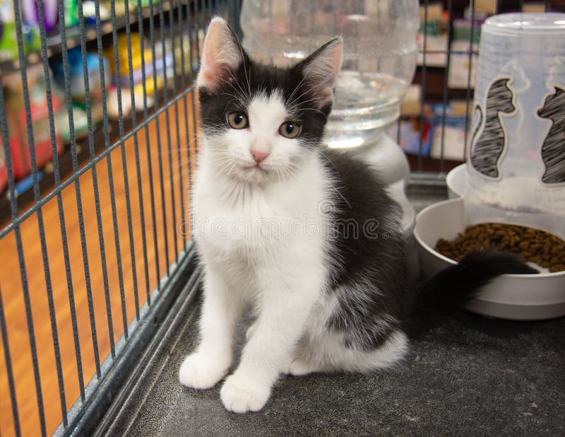 Black White Kitten Cat Pet Store Cage Portrait Cute Pet Pets