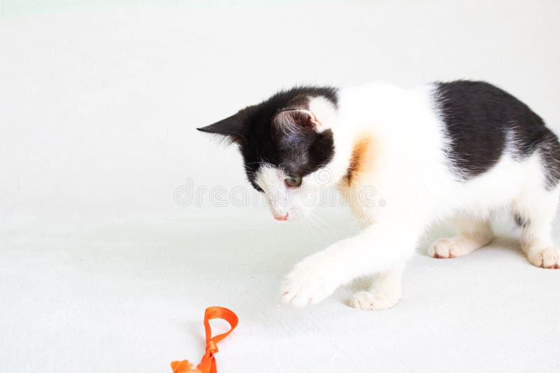 Black and white kitten playing with a rope royalty free stock photography